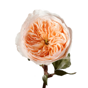 peach garden rose, spring wedding flower