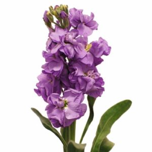 purple stock flower, spring wedding flower