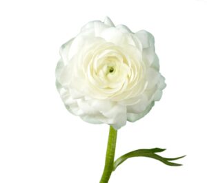 white ranunculus flower, spring wedding flower